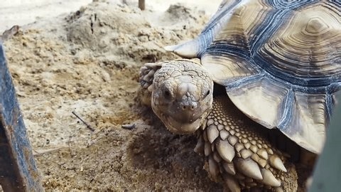 clip-3975755751-land-tortoise-sulcata-which-kept-zoo-java