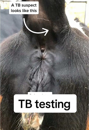 Replying to @festorpad TB testing is actually really similar in humans, but with humans we do it on their arm…##dairy##cows##vet##tb##tuberculosis##suspect##cattle##statetesting##cct##dairydoc##dairykind