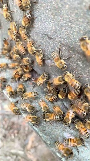 🐝 "The Amazing Duties of Worker Bees | Life Inside the Hive"