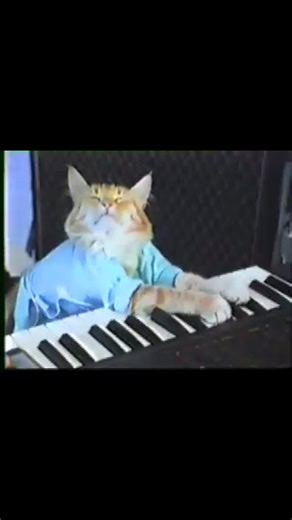 Jess | wow! cute cat playz piano!? :0 such wow! SHARE SHARE SHARE!! X3 | Instagram