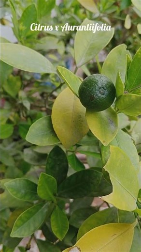 Citrus x Aurantiifolia – Tiny Lime of Terrace in Hilikaramaha #nature #garden