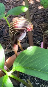 2.3K views · 52 reactions | This extraordinary Arisaema dahaiense...
