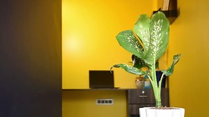 25 reactions | 7 Amazing Dieffenbachia Benefits | Indoor Dumb Cane Uses  | Gardening & Home | Facebook