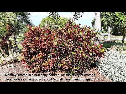 Mammy’ croton is a brilliantly colored, small variety of crotons,