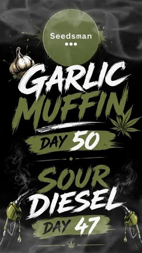 Garlic Muffin & Sour Diesel... this Is Why We Grow 🌿