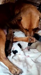 23K views · 714 reactions | Un final para los pequeños abandonados frente a la Veterinaria del Dr. Fredy Mike Saldivar, está dulce mamá perra los aceptó como sus nuevos bebés 拾 Se ganaron una mami y también hermanitos Muchísimas gracias a la propietaria por salvar estas hermosas viditas殺 | Protección Animal Amambay | Facebook
