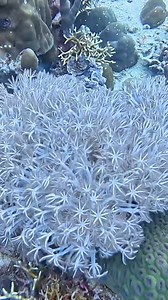 Calypso Diving Try the underwater adventure! Open for: Beginners 💯 🤿 Dive professionals 💯🤿 GUARANTEED BEACHFRONT PROPERTY in BORACAY , Excellent Location with BEACH BEDS exclusive free for inhouse guests 💯‼️💯‼️ BOOK OUR ROOMS NOW and SAVE STRAIGHT 60% Discount for FAMILY ROOM AND TRIPLE KING SUITE ROOM Other room cathegory is Up to 50% Discount . BOOKING DATE: MARCH 4 to MARCH 20, 2025 ‼️‼️ STAY DATE: MARCH 4 to June 30,2025 . And MORE. 3% Cash back ( Bank transfer and Gcash PAYMENT ONLY) 