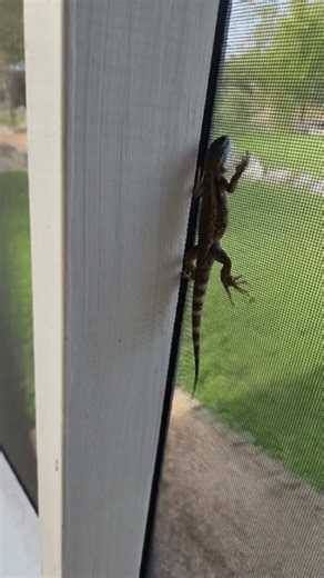 time-lapse of stumps the lizard regrowing his tail