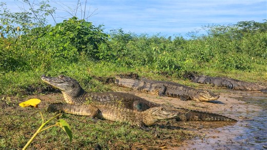 Hidden life of crocodiles captured close-up on camera