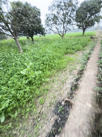 #trendingvideo_viral_video #growmyaccount #unfrezzmyaccount #foryoupage #viral