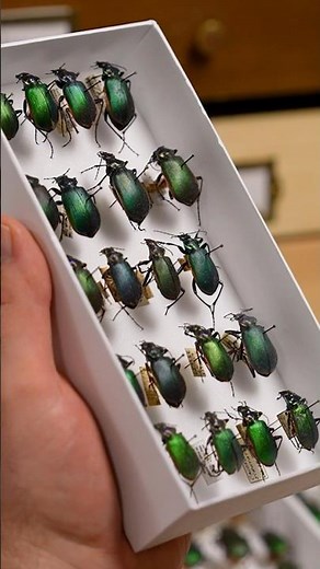 Methods of Insect Preservation - Purdue Entomological Research Collection