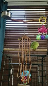 Typical morning baby chatter | Chatterbox Parrots