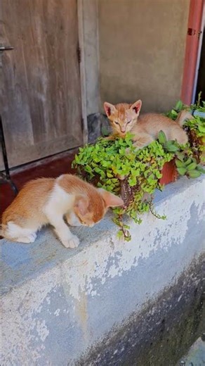 【猫動画】オレンジ猫の草遊びタイム🧡