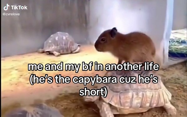 All About Capybaras: The Ultimate Guide