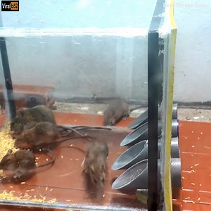 231K views | Best Mouse Trap/How to make a Mouse Trap homemade/Automatic saving a lot of Rat/Electric Trap Credit: Best Mouse Trap - youtu. be/YXIJ86Yqp9A | Takyeef | Facebook