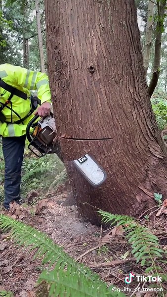 Jacob Rogers (@guilty_of_treeson)’s videos with original sound - Jacob Rogers