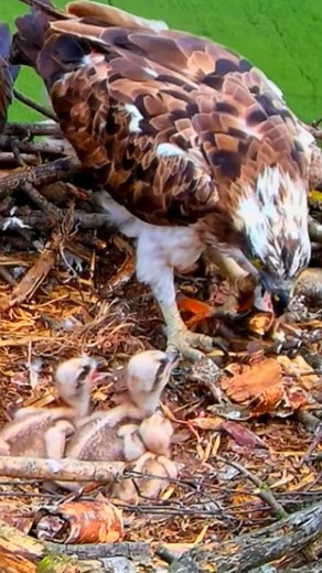 Review mother bird feeding her chicks in their nest E#159- the babies bird are adorable! #birdlovers #birdnest #birdphotography #birds #birdwatching #birdlife #birdsofinstagram | Bird Nest Life