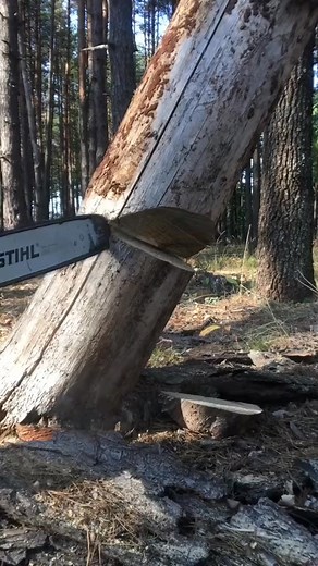 83K views · 225 reactions | #diy #viralpost #lessons #Reels #hack #tree #asmr #USA #viralvideo #reelsfbpage #funny #reelsinstagram #trick #reelsviral #funnymoments #fypシviralシ #reelsvideo #fypシ #tutorial #lifehack #trending #tip #satisfyingvideo #reelsfb #foryou #moment #joke | Brian Cannard | Facebook