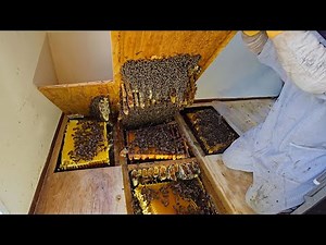 Biggest Hive We've Discovered in Years — Over 100,000 Bees Inside!