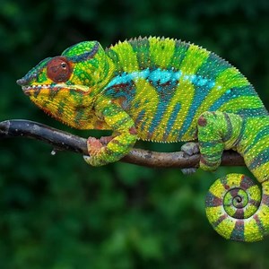 Hey Tampa!!!! Who's ready for a reptile expo??? The Show Me Reptile Show is coming back to the Tampa Bay area December 2nd and 3rd. This is a great opportunity to get those last minute holiday gifts or just see some cool critters. | Show me reptile show