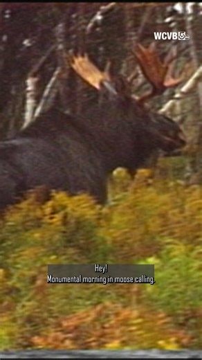 From the Chronicle Vault (1989): Peter Mehegan takes the old Chevy to Maine to learn the art of the moose call! 🪶🚗 Go on the full adventure - https://www.youtube.com/watch?v=nKJ0sTFriw4 #ChronicleVault #ThrowbackChronicle #Maine #MooseCall #NewEngland #BostonTV #Chronicle5 #WCVB | Chronicle on WCVB Channel 5