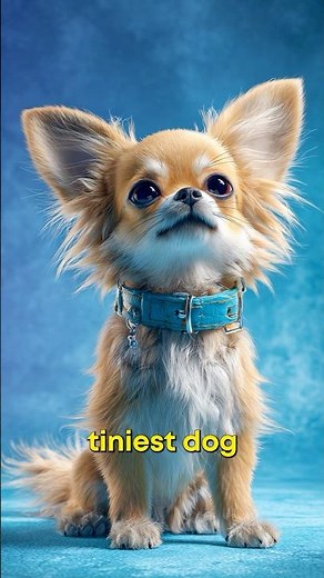 Smallest vs Largest Dog Breeds 🐕🐶 | Size Comparison #Shorts