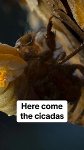 They're back! 13 states are expected to be abuzz with cicadas this summer, mainly focused in Kentucky, Tennessee, and Ohio. | CBS Evening News