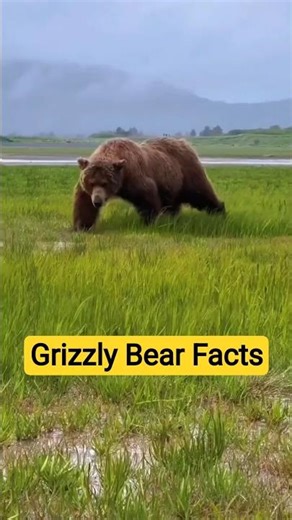Unique Facts About Grizzly Bears! #facts #animals #wildlife