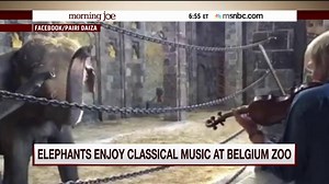 40K views · 568 reactions | How do elephants react to classical music? Watch this video. | Morning Joe | Facebook
