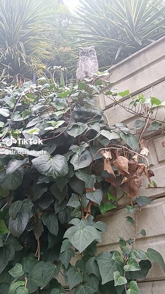 Dr Dumakude (@dr.dumakude)’s videos with original sound - Dr Dumakude