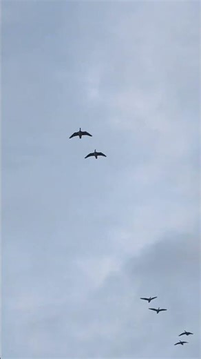 “They Rise Together" | The Silent Philosophy of Ascension