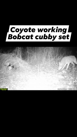 420K views · 533 reactions | Coyote trapping! #New #reels #coyotetrapping #bobcattrapping #trapping #coyotehunting #varminthunting | KOAM Outdoors LLC | Facebook