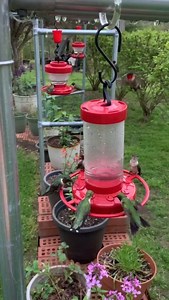 133K views · 15K reactions | So cool: Hummingbirds have a feeding frenzy in Middle Tennessee ❤️ https://bit.ly/3yyjYKg | WZTV FOX 17 News, Nashville | Facebook