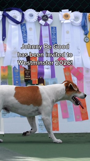 It’s official. I made the cut — and I’m headed to the Westminster Dog Show. The breed list is live on InfoDog. And for the first time in history, the Danish–Swedish Farmdog will be there. I’ll be walking in as one of them! Not just to compete… but to represent a rare working breed with something to prove. 🐾 Follow along. The road to Westminster continues. | Johnny Be Good - Show Dog