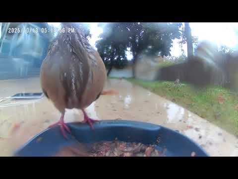 The Surprising Science of Birds Feeding in the Northeast