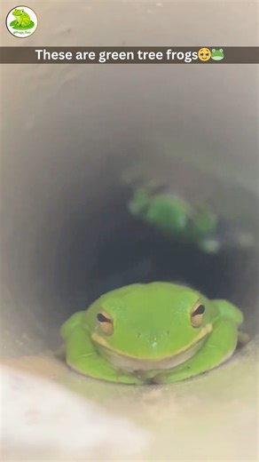 Frogs Fam on Instagram: "Cute little babes hiding in a pipe. These are green tree frogs🥹🐸 .. .. Please DM for credit or Removal .. .. #frog #frogs #frogdog #cutefrog #cutefrogs #frogsofinstagram #froggy #froglove #frogtattoo #frogstagram #kermitthefrog #frogandtoad #bullfrog #frogchoir #frogdrawing #froggy_members #gofrogs #dartfrogs #frogskins #senorfrogs #frogs_fam"