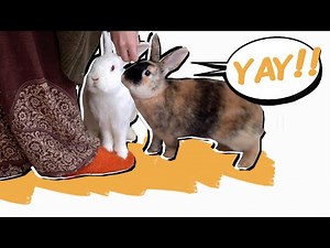 8 Easy Techniques to Make Your Rabbit HAPPY