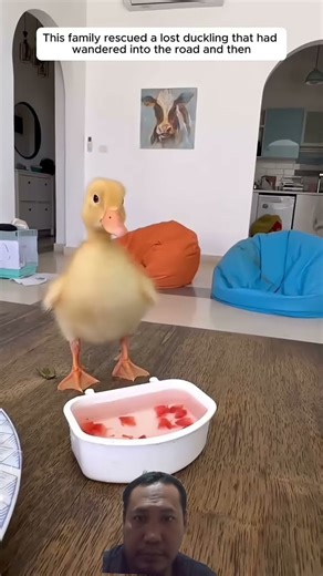 A Lucky Duck Finds a Better #duck #wildliferescue #animals #trending #animalrescue