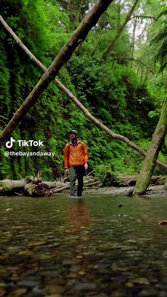 Explore Fern Canyon: A Prehistoric Marvel