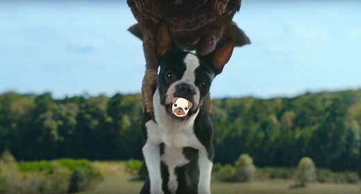 Second Trailer for Rowdy Talking Dogs Movie 'Strays' with Will Ferrell | FirstShowing.net