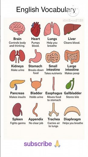 Parts of the Human Body Explained | Organs and Their Functions