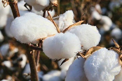 8 Reasons to Use Cotton (What is a Cotton Fabric Made From)