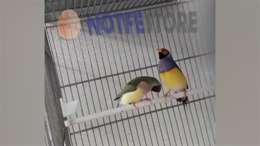 تخم نطفه دار طوطی فنچ گلدین