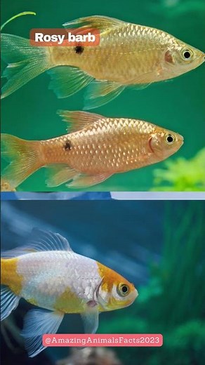 Rosy Barb