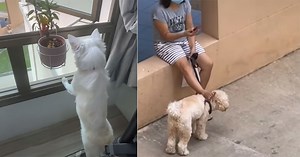 HDB dog sees fellow HDB dog downstairs used as footstool