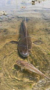 104K views · 252 reactions | amazing hook fishing method in open water #fish #reels #bigfish | Catch Fish With ET | Facebook