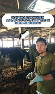 32K views · 303 reactions | Sapi HOLSTEIN Atau Sapi Perah Adalah Sapi PENYILANGAN TERBAIK #viral #kontenedukasi #peternakansapi#jepang | Rais Sobat Ngarit Sumbawa | Facebook