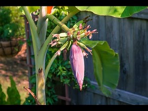 Banana Pod Time Lapse HD 720p