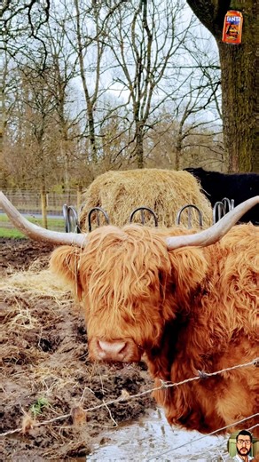 HIGHLANDER COW 🐮