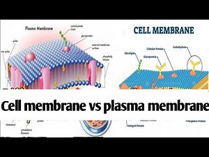 Difference between cell membrane and plasma membrane?